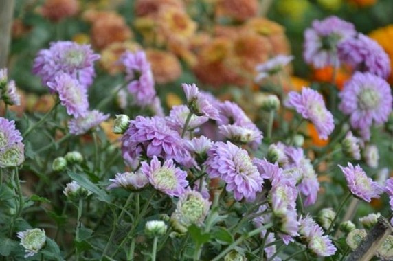 Tripura Dec 1st week