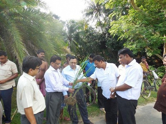 South Tripura rice production under threat of  Planthoppers