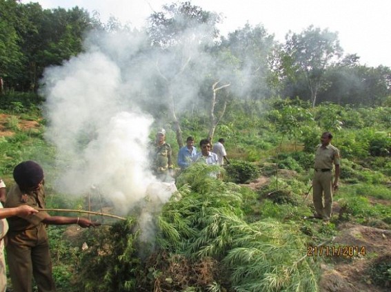 Massive Ganja plantations worth Rs. 18.75 crores destroyed by SDM,BSF, Police joint team Massive Ganja plantations worth Rs. 18.75 crores destroyed by SDM,BSF, Police joint team