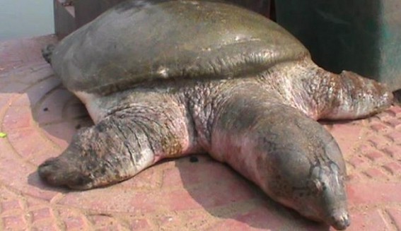 Rare species N-Nigricans turtles facing extinction; Temple Advisory Committee totally careless; only busy in holding meetings; Another turtle died on Friday Rare species N-Nigricans turtles facing extinction; Temple Advisory Committee totally careless; only busy in holding meetings; Another turtle died on Friday