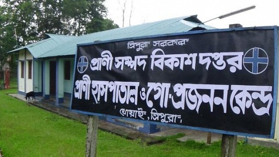 Khowai : Lack of Medicine at Animal Resource Development Department Causes trouble Khowai : Lack of Medicine at Animal Resource Development Department Causes trouble
