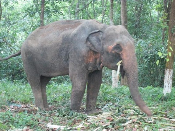 4-year -old wild elephant recovered 4-year -old wild elephant recovered