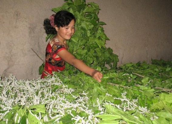 Department stressed upon Mulberry cultivation