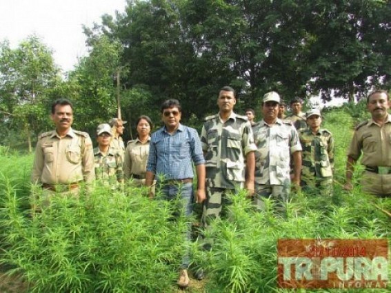 Ganja plantation worth Rs. 60 Lakhs destroyed Ganja plantation worth Rs. 60 Lakhs destroyed