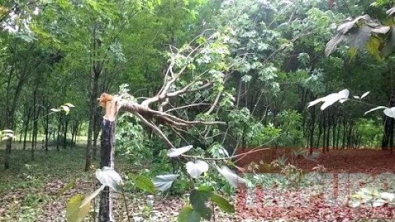 Tripura's massive de-forestation, rubber plantation hits 'World Environment Day'-2016 : Central govt. stressed upon Compensatory Afforestation Fund law