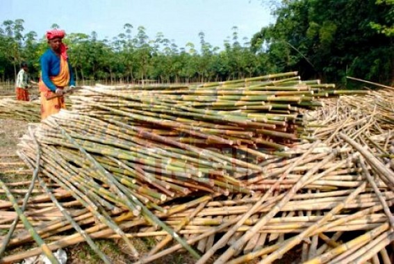 Step yet to taken for Bamboo-Promotion due to Tripura’s rubber based Economy Step yet to taken for Bamboo-Promotion due to Tripura’s rubber based Economy