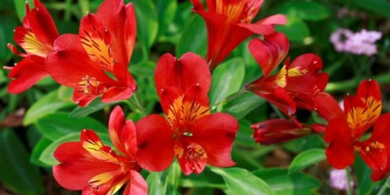 5 flowers predicted to soar in popularity after the Chelsea Flower Show