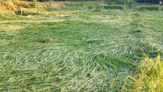 Cyclone Bulbul: Tripura farmers demand compensation to losses Cyclone Bulbul: Tripura farmers demand compensation to losses