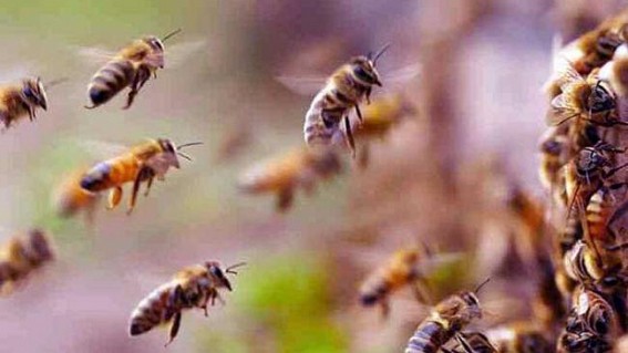 Bee Attack Leaves 60 Students Injured In Tripura Bee Attack Leaves 60 Students Injured In Tripura