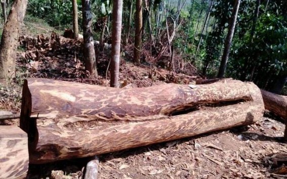 Cong asks Vijayan to reveal 'Dharmadom' connection in illegal tree felling case Cong asks Vijayan to reveal 'Dharmadom' connection in illegal tree felling case