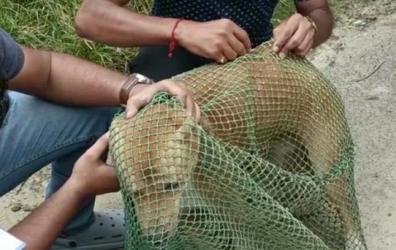 World Rabies Day observed by Pawsome NGO