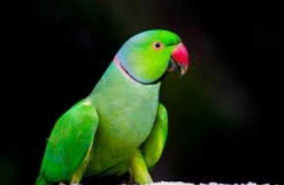 Alexandrine Parakeet smuggling: TN forest dept to slap goonda Act against offenders