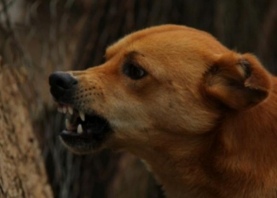 Sri Lanka risks rapid spread of rabies due to vaccine shortage Sri Lanka risks rapid spread of rabies due to vaccine shortage
