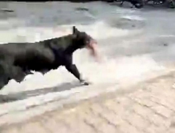 Stray dog carries newborn in mouth in hospital, K'taka Police forms teams to probe