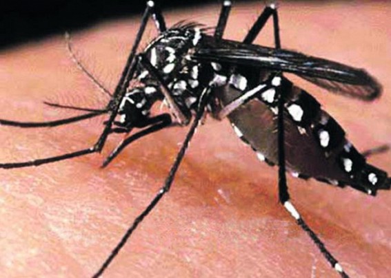 Dengue Cases rising in Tripura
