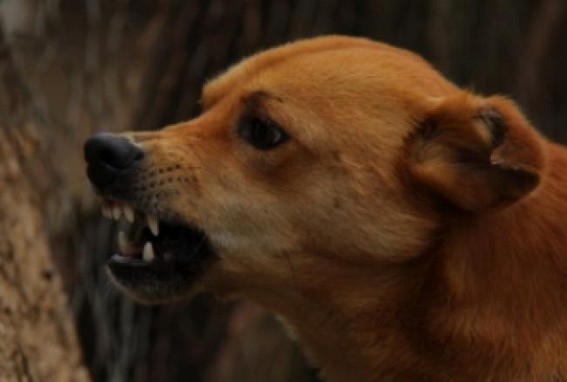 Delhi: 9-yr-old girl bitten by street dog, undergoes hospital treatment Delhi: 9-yr-old girl bitten by street dog, undergoes hospital treatment