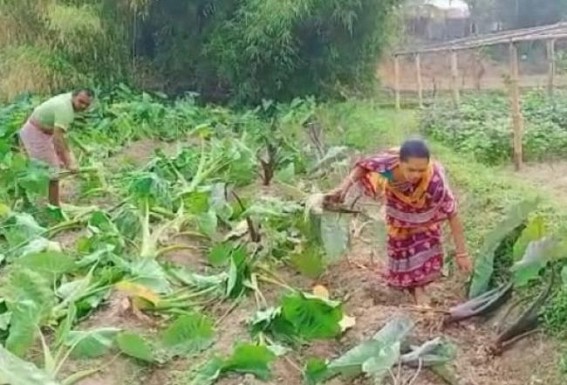 Destruction continues in Charilam area : Miscreants destroyed a poor farmer’s farmland