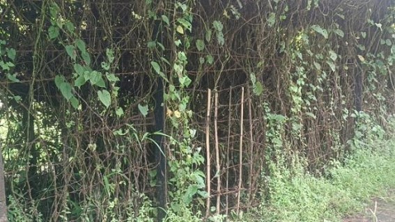 Rising Cow Thieves, Illegal Border Intrusion continue to haunt public in Kailashahar