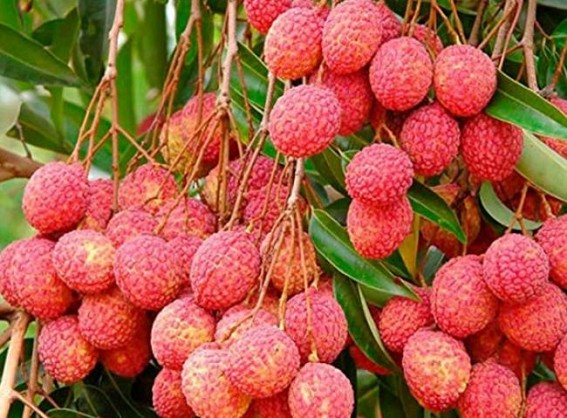 In a first, India exports rose-scented litchis from Punjab to Qatar, Dubai