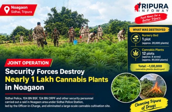Joint Security Operation Destroys Nearly 1 Lakh Cannabis Plants in Noagaon