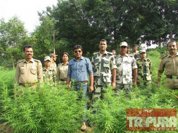 Commerical Narcotics cultivation in Tripura : Massive Ganja plantations worth Rs. 28 crores destroyed in Sonamura by SDM, BSF, Police joint team Commerical Narcotics cultivation in Tripura : Massive Ganja plantations worth Rs. 28 crores destroyed in Sonamura by SDM, BSF, Police joint team