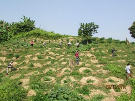 Massive Ganja Plantations worth Rs 31 crores destroyed by SDM,BSF joint team Massive Ganja Plantations worth Rs 31 crores destroyed by SDM,BSF joint team