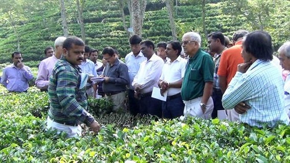 TTRA Workshop on better Tea Production TTRA Workshop on better Tea Production