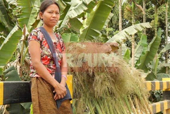 Deforestation affecting rural broom-business in Tripura Deforestation affecting rural broom-business in Tripura