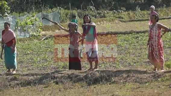 Locals shoo away police force while raiding ganja fields Locals shoo away police force while raiding ganja fields