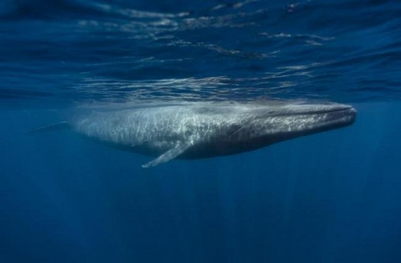 2 held in Mumbai with rare 'whale vomit' worth Rs 17 m 2 held in Mumbai with rare 'whale vomit' worth Rs 17 m