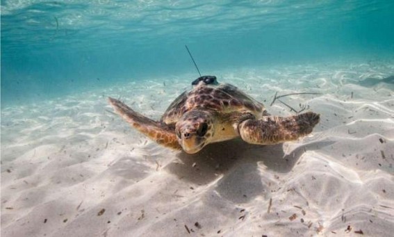 Animals could help humans monitor oceans: Study Animals could help humans monitor oceans: Study