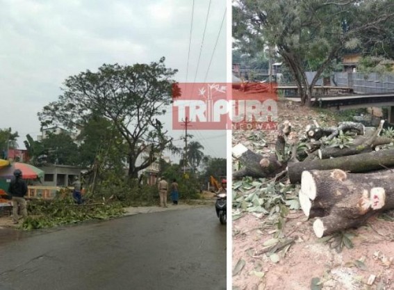 BJP Govt continues Tree Chopping, Tripura capital losing green cover BJP Govt continues Tree Chopping, Tripura capital losing green cover