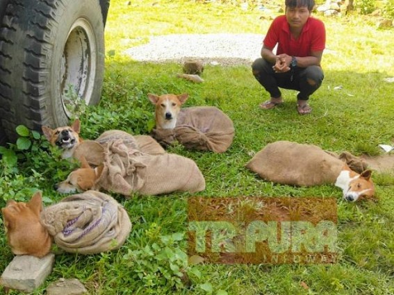 Tripura man arrested while smuggling Dogs to Mizoram Tripura man arrested while smuggling Dogs to Mizoram