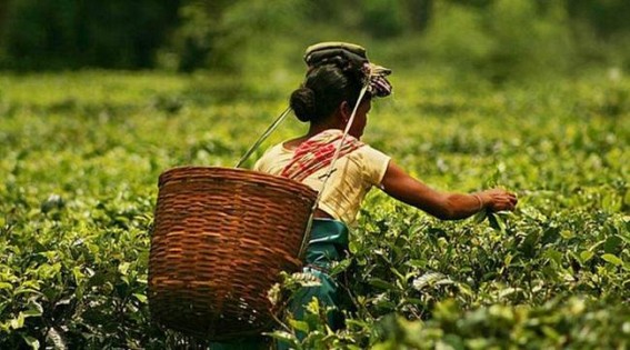 Assam tea garden owners raise daily wage of workers by Rs 26 Assam tea garden owners raise daily wage of workers by Rs 26