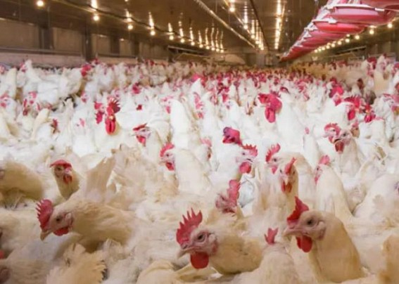 S.Korea culls chickens over bird flu outbreaks S.Korea culls chickens over bird flu outbreaks