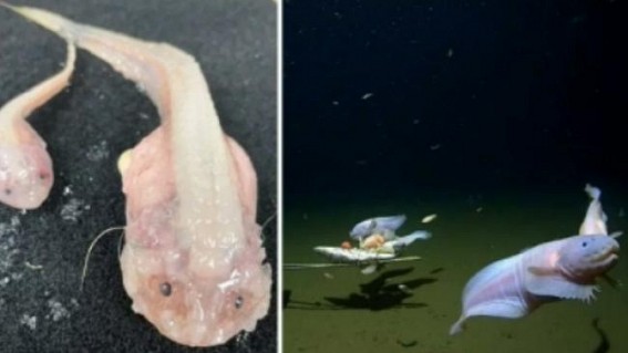 Guinness certifies world's deepest fish found by Japan-Australia team Guinness certifies world's deepest fish found by Japan-Australia team