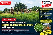 Joint Security Operation Destroys Nearly 1 Lakh Cannabis Plants in Noagaon Joint Security Operation Destroys Nearly 1 Lakh Cannabis Plants in Noagaon